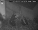 Capi_Dubne_20250809_025503.jpg