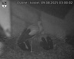 Capi_Dubne_20250809_030002.jpg