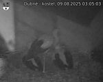 Capi_Dubne_20250809_030503.jpg