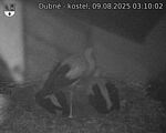 Capi_Dubne_20250809_031002.jpg