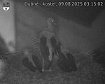 Capi_Dubne_20250809_031502.jpg