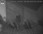 Capi_Dubne_20250809_032002.jpg