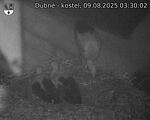 Capi_Dubne_20250809_033002.jpg