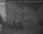 Capi_Dubne_20250809_034002.jpg
