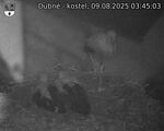 Capi_Dubne_20250809_034503.jpg