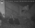 Capi_Dubne_20250809_035002.jpg