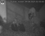 Capi_Dubne_20250809_035503.jpg