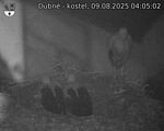 Capi_Dubne_20250809_040502.jpg