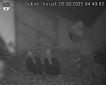 Capi_Dubne_20250809_044002.jpg