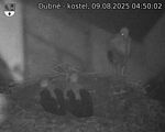 Capi_Dubne_20250809_045002.jpg