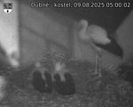 Capi_Dubne_20250809_050002.jpg