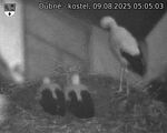 Capi_Dubne_20250809_050503.jpg