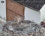 Capi_Dubne_20250809_054004.jpg