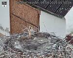 Capi_Dubne_20250809_055004.jpg