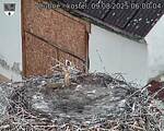 Capi_Dubne_20250809_060004.jpg