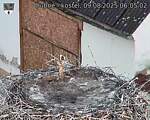 Capi_Dubne_20250809_060502.jpg