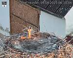 Capi_Dubne_20250809_061004.jpg