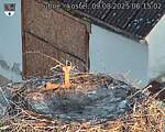 Capi_Dubne_20250809_061502.jpg