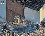 Capi_Dubne_20250809_062004.jpg
