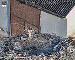 Capi_Dubne_20250809_064503.jpg