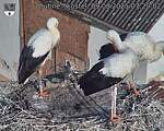 Capi_Dubne_20250809_072002.jpg