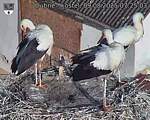 Capi_Dubne_20250809_072503.jpg