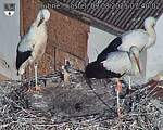 Capi_Dubne_20250809_074002.jpg