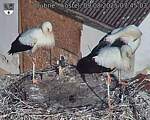 Capi_Dubne_20250809_074504.jpg