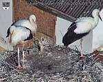 Capi_Dubne_20250809_075004.jpg