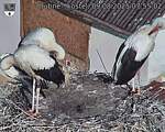 Capi_Dubne_20250809_075502.jpg