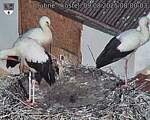 Capi_Dubne_20250809_080003.jpg