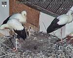 Capi_Dubne_20250809_080503.jpg