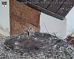 Capi_Dubne_20250809_084002.jpg