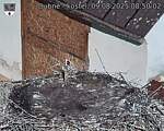Capi_Dubne_20250809_085002.jpg