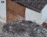 Capi_Dubne_20250809_090002.jpg