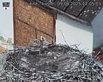 Capi_Dubne_20250809_120503.jpg