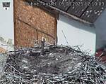 Capi_Dubne_20250809_121003.jpg