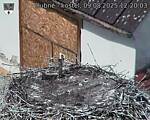 Capi_Dubne_20250809_122003.jpg