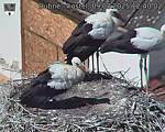 Capi_Dubne_20250809_124002.jpg