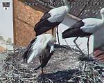 Capi_Dubne_20250809_132003.jpg