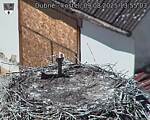 Capi_Dubne_20250809_135503.jpg