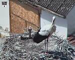 Capi_Dubne_20250809_140502.jpg