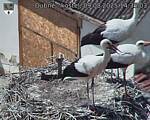 Capi_Dubne_20250809_143503.jpg