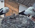 Capi_Dubne_20250809_150003.jpg
