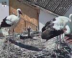 Capi_Dubne_20250809_150502.jpg