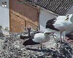 Capi_Dubne_20250809_152003.jpg