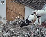 Capi_Dubne_20250809_153503.jpg