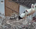 Capi_Dubne_20250809_155503.jpg