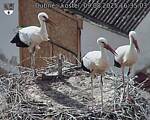Capi_Dubne_20250809_163503.jpg