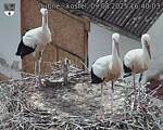 Capi_Dubne_20250809_164003.jpg